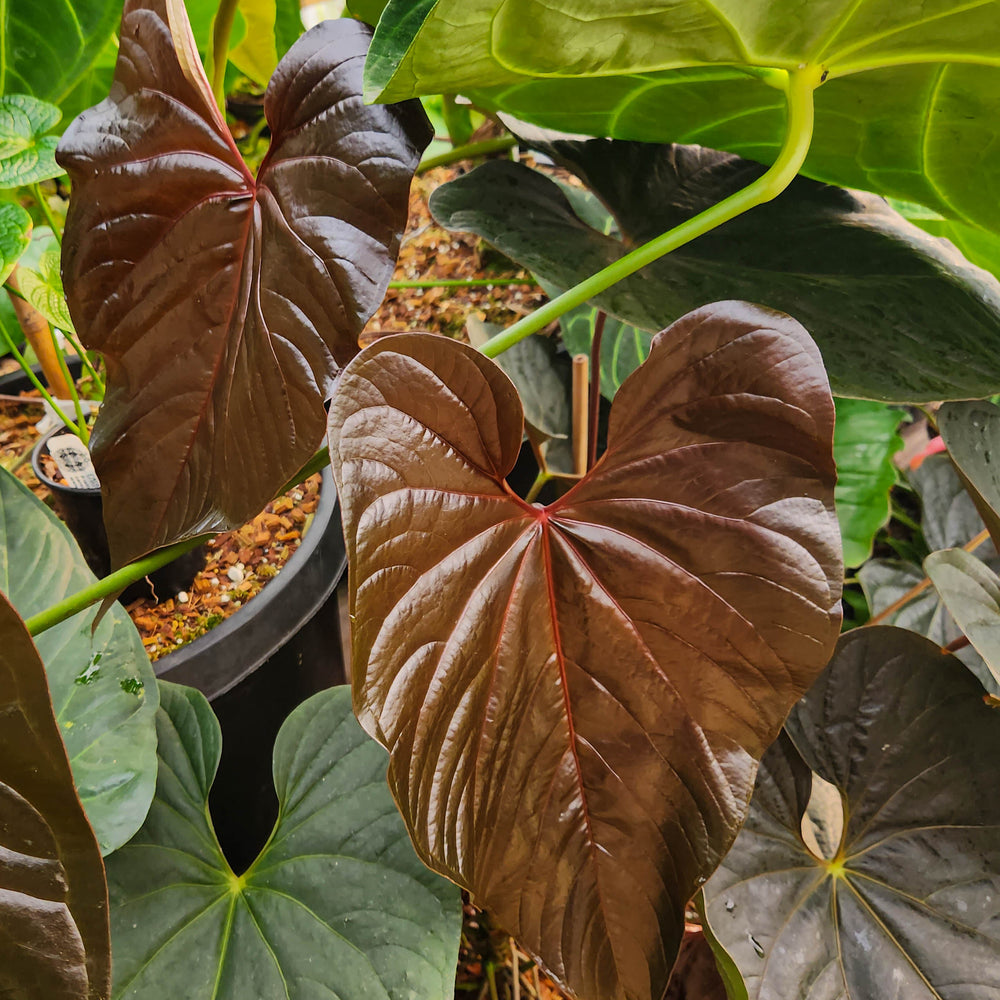 anthurium burgundy Anthurium moodeanum, CAR-0275 – Carnivero