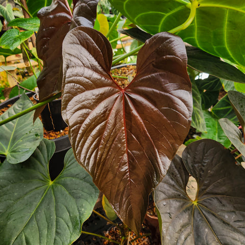 Dark burgundy heart shaped Anthurium moodeanum leaf with a red midrib and glossy surface