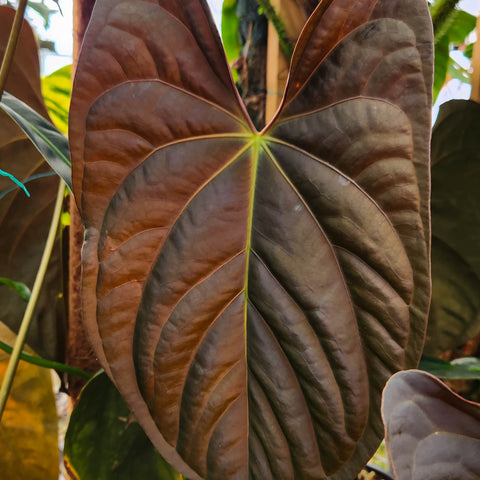 Close up of a large glossy Anthurium papillilaminum leaf with distinct venation