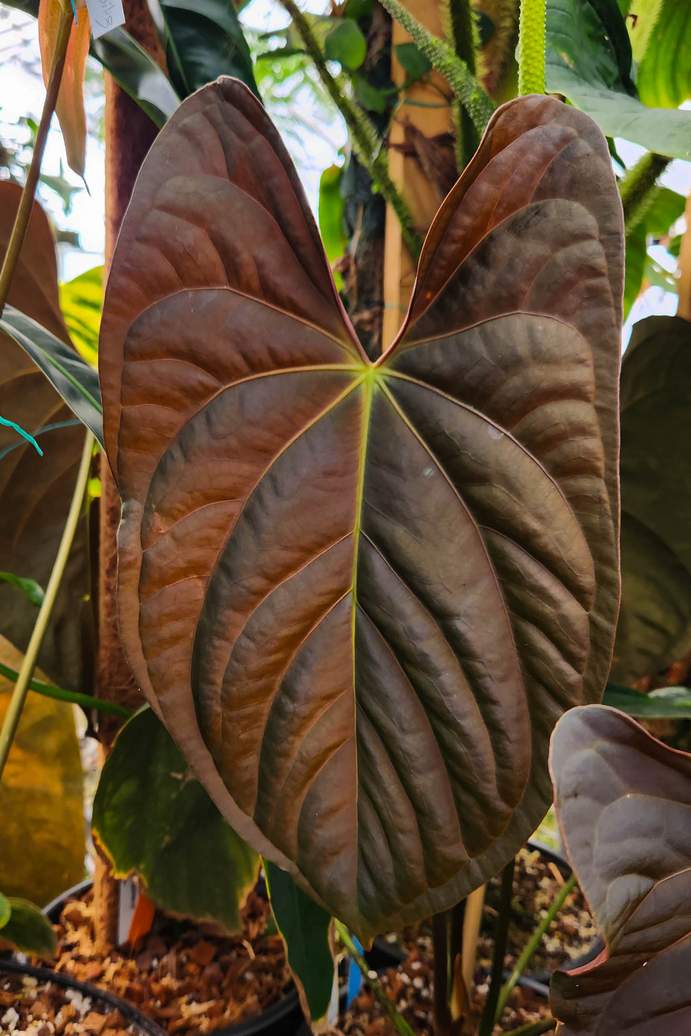 anthurium pyriforme Anthurium papillilaminum – Carnivero