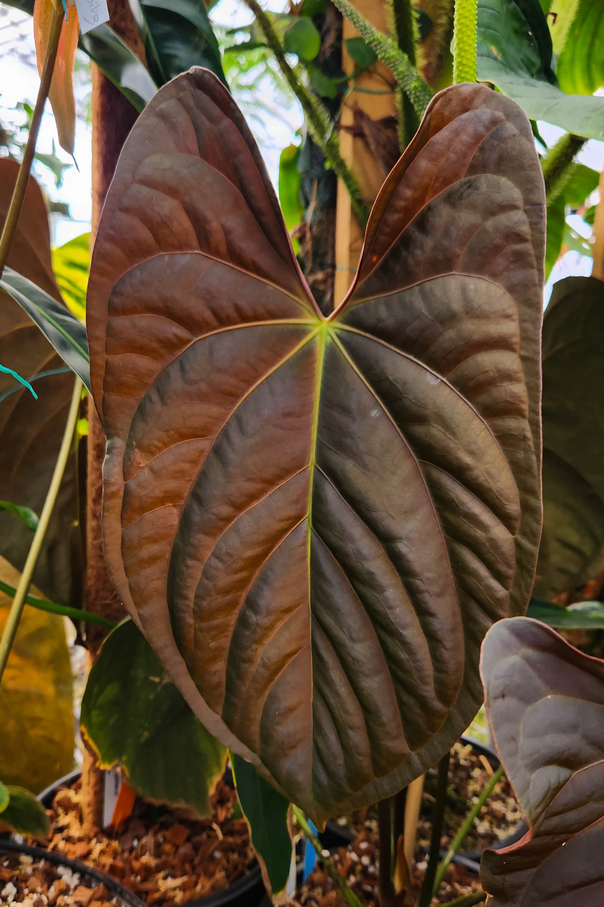 anthurium lingua Anthurium papillilaminum
