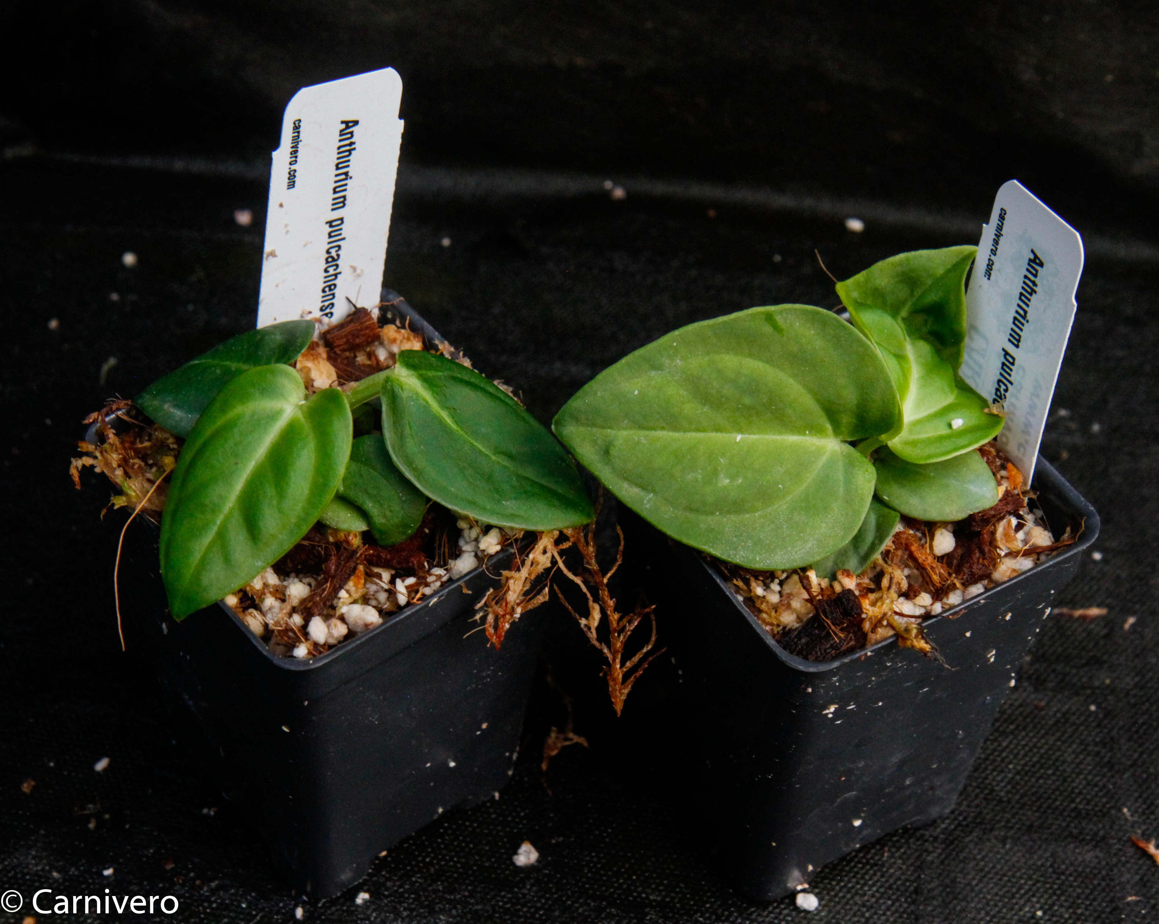 Anthurium pulcachense アンスリウム　プルカチェンセ　52 Anthurium pulcachense — Ecuagenera California