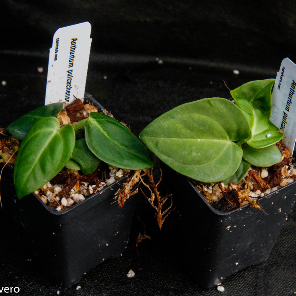 
                      
                        Anthurium pulcachense
                      
                    