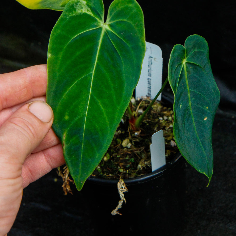 
                      
                        Anthurium queremalense
                      
                    