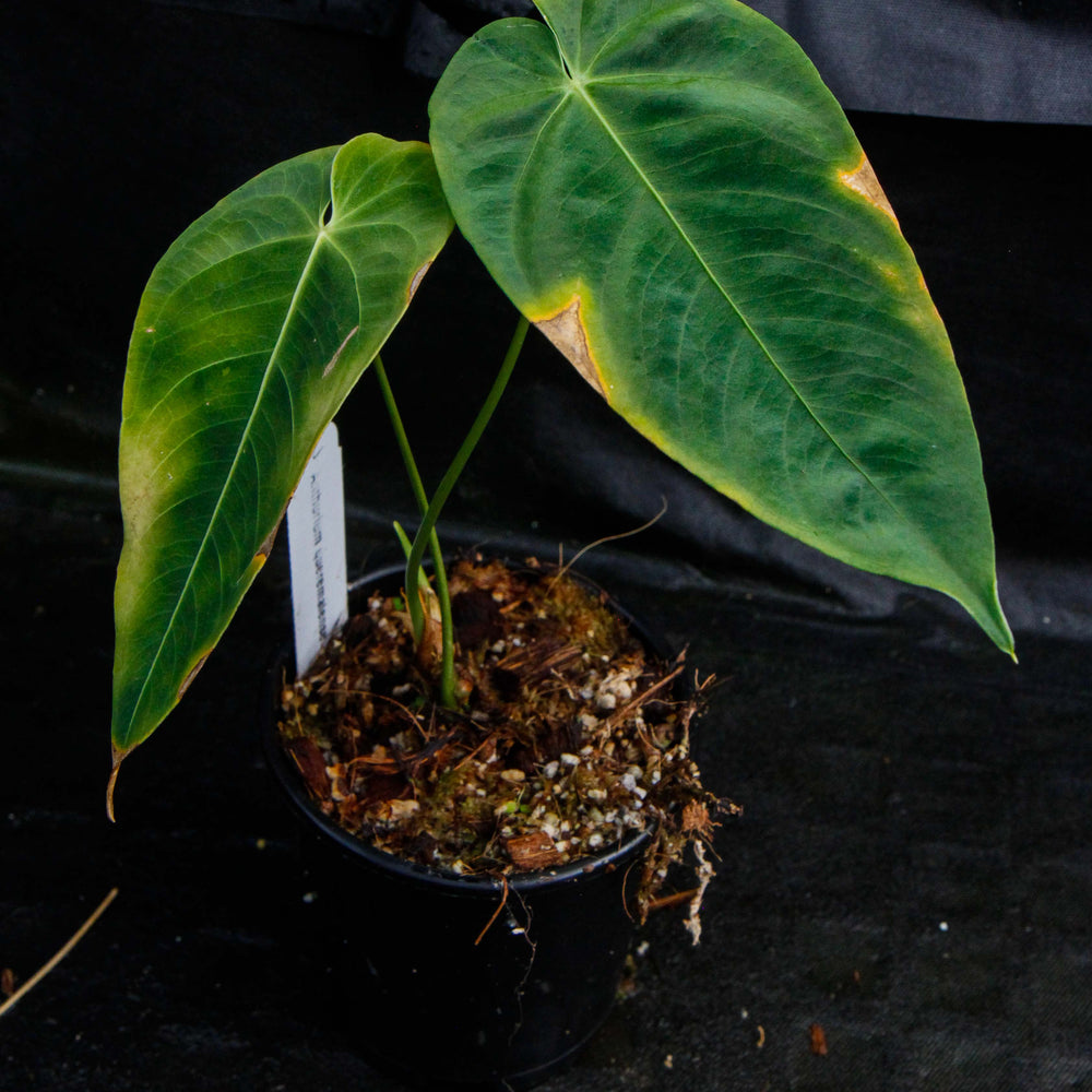 
                      
                        Anthurium queremalense
                      
                    