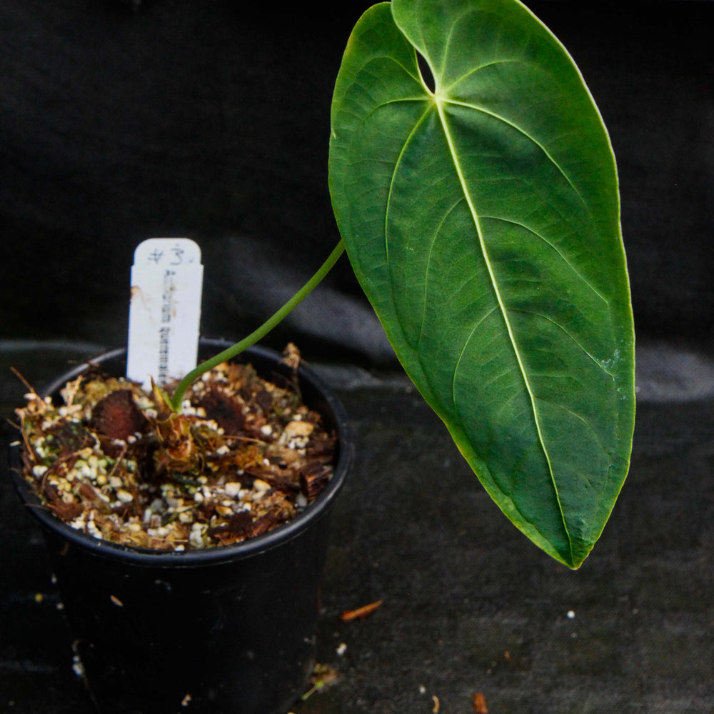 
                      
                        Anthurium queremalense
                      
                    