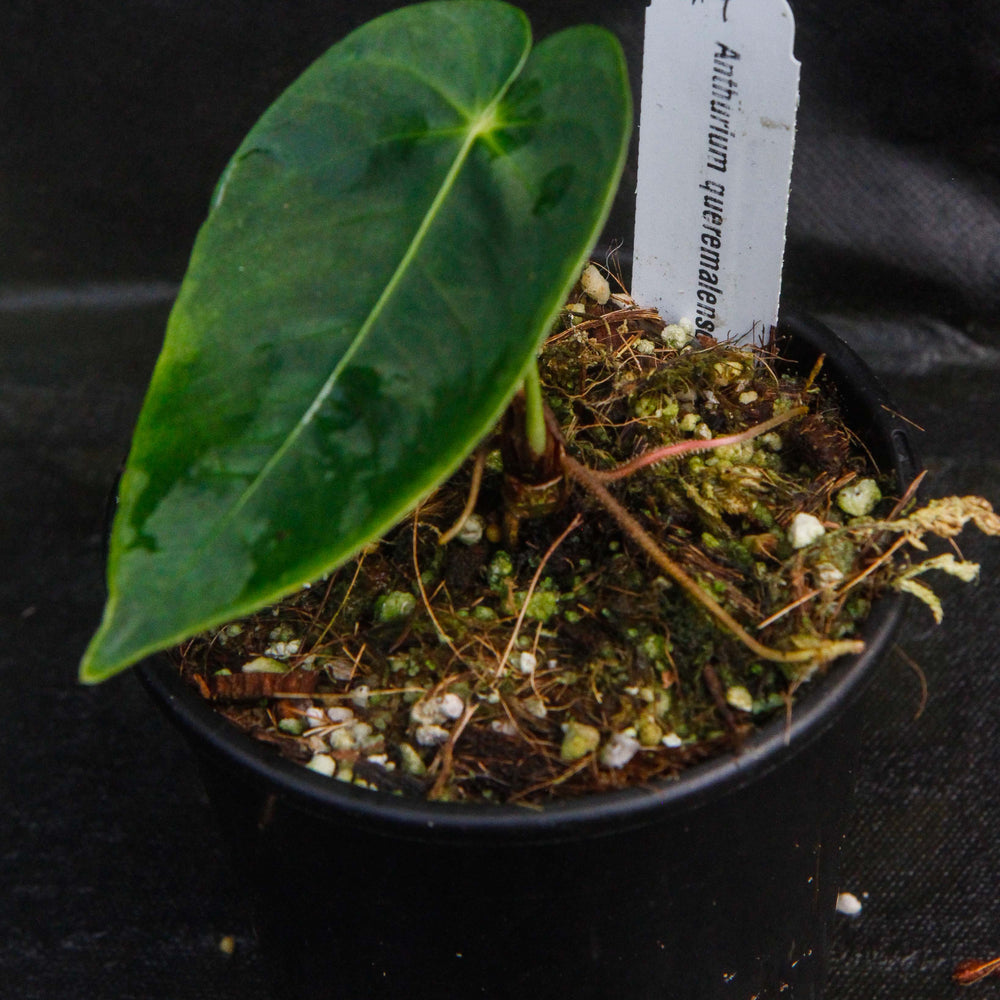 
                      
                        Anthurium queremalense
                      
                    