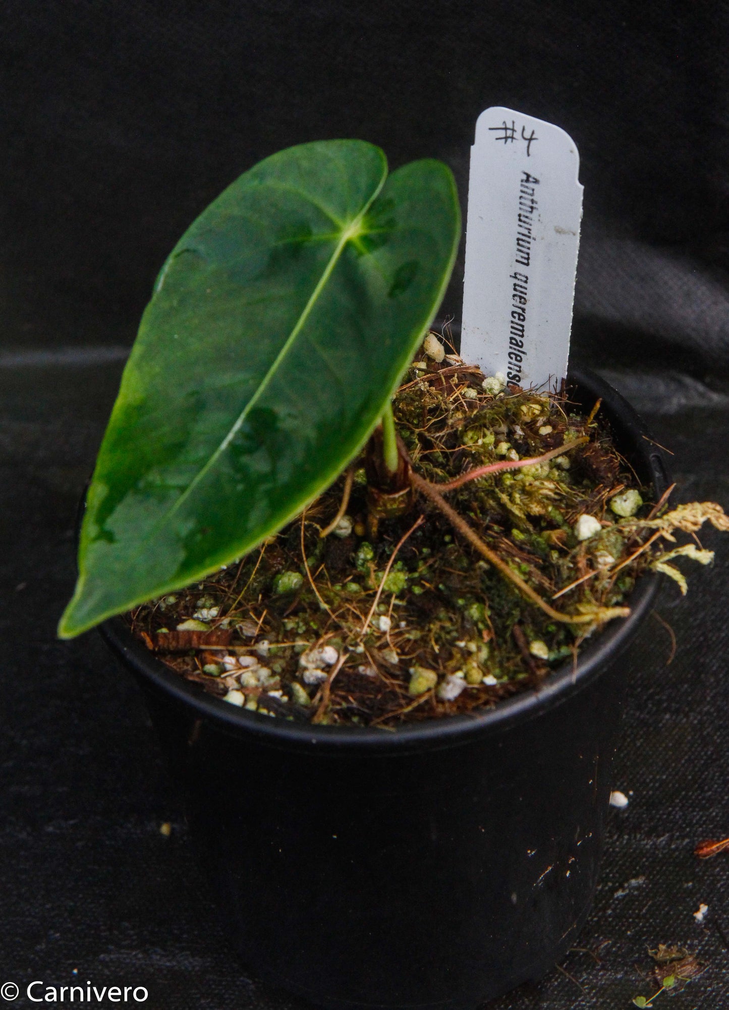 anthurium queremalense for sale Anthurium queremalense – Carnivero