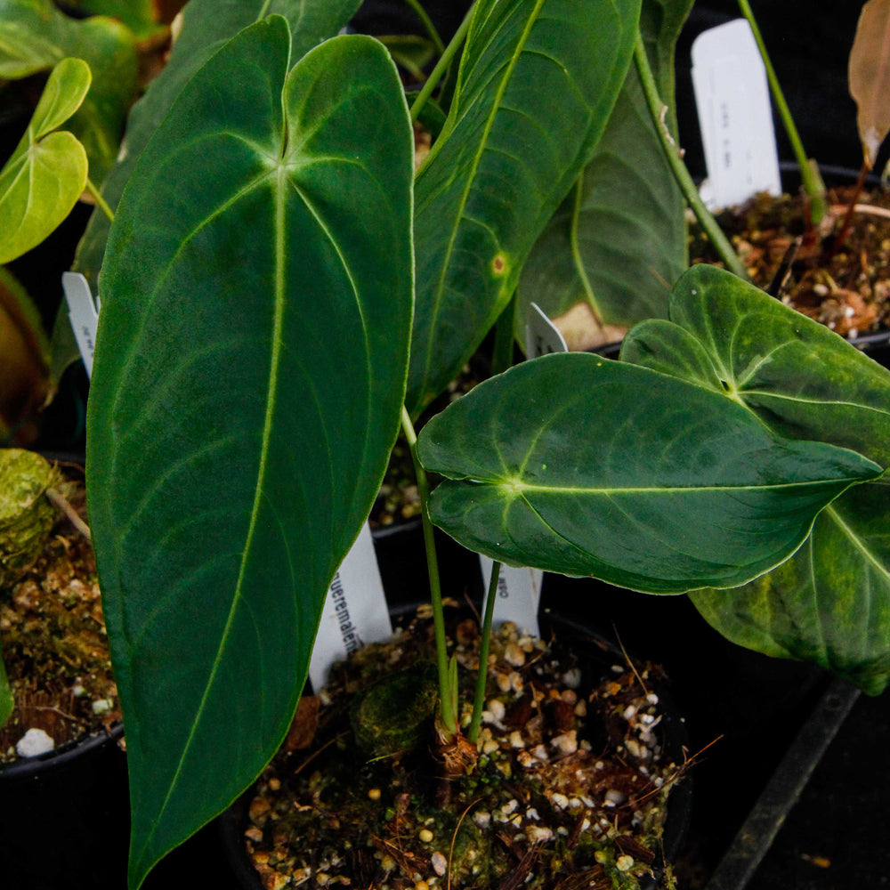 
                      
                        Anthurium queremalense
                      
                    
