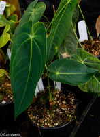 Anthurium queremalense