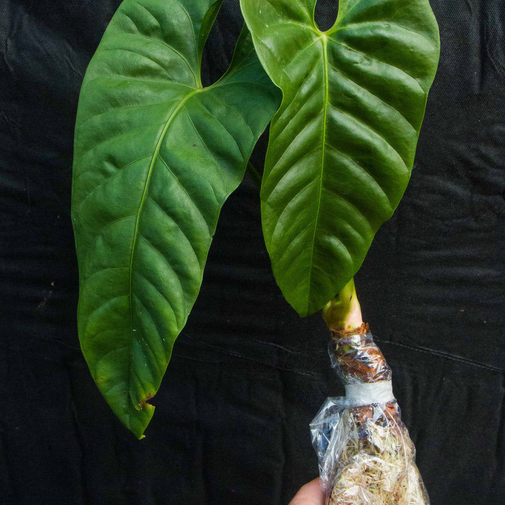 
                      
                        Anthurium recavum
                      
                    