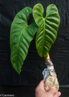 Anthurium recavum