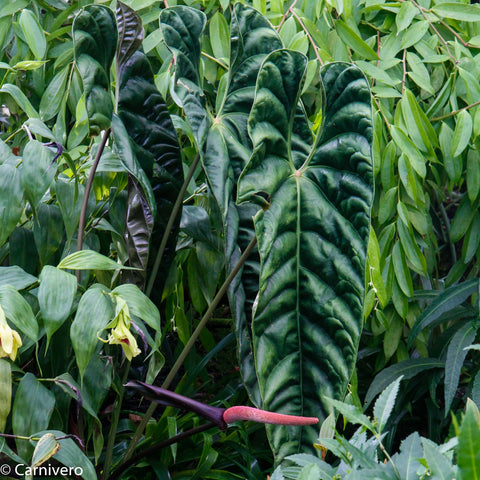 Anthurium recavum plant with large glossy dark green leaves and a pink spadix in a dense tropical garden.