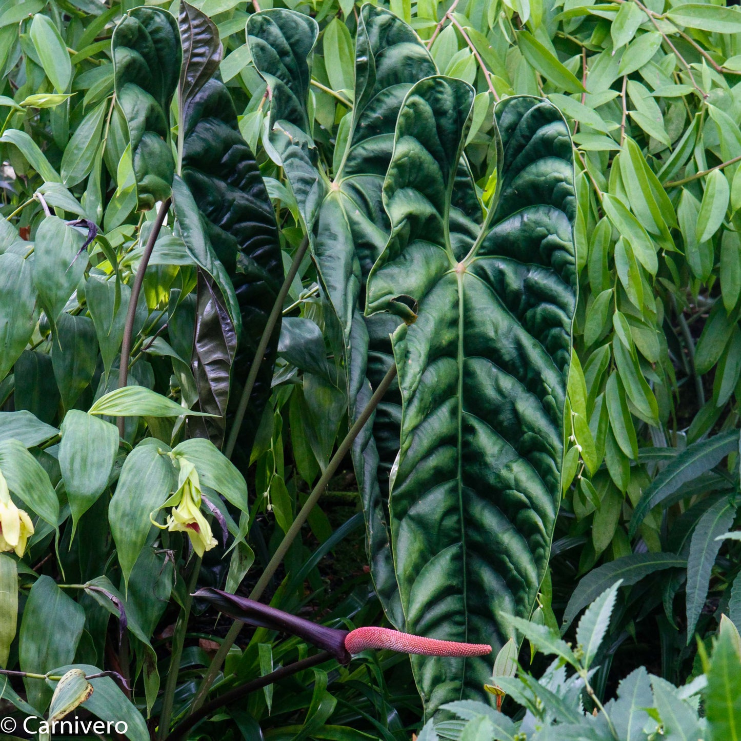 anthurium recavum care Anthurium recavum – Carnivero