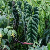 Anthurium recavum
