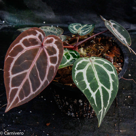 Anthurium Red Crystallinum with a burgundy leaf and a green leaf, both with bold white venation in a pot
