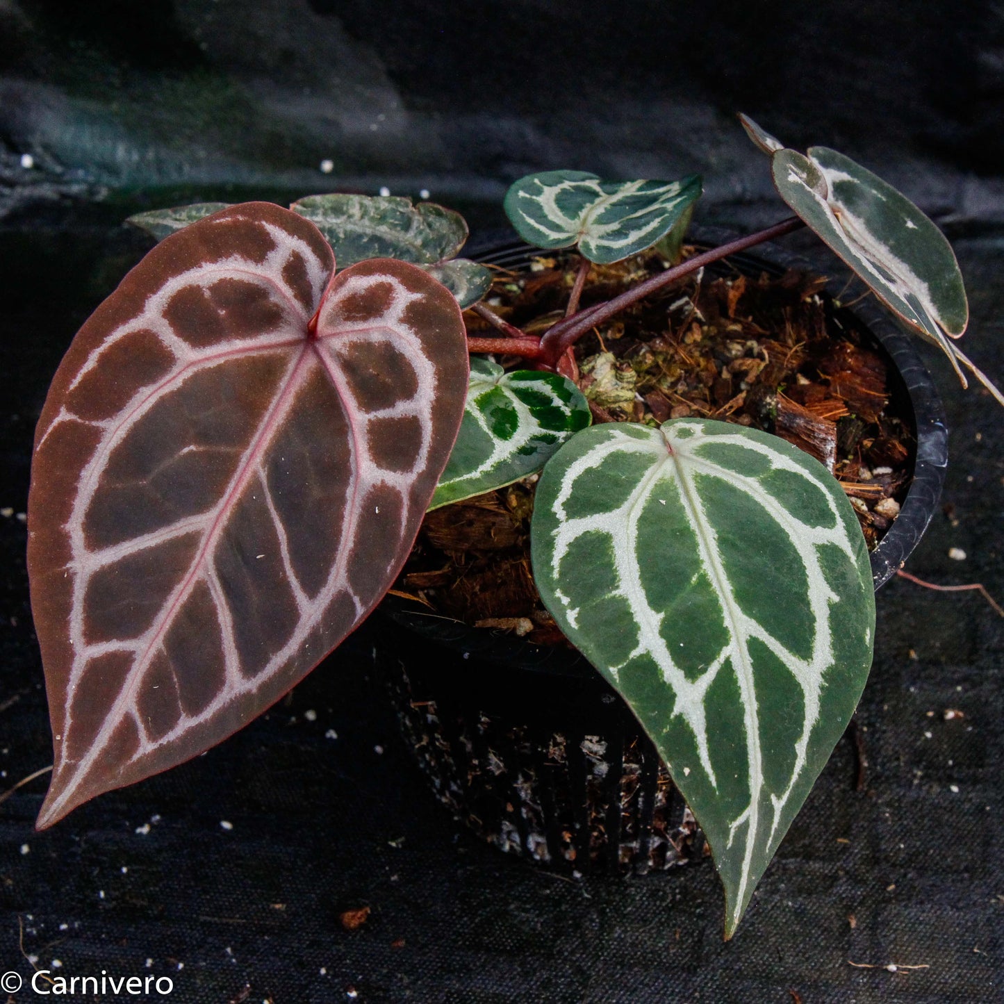 anthurium clarinervium red Anthurium "Red Crystallinum" – Carnivero
