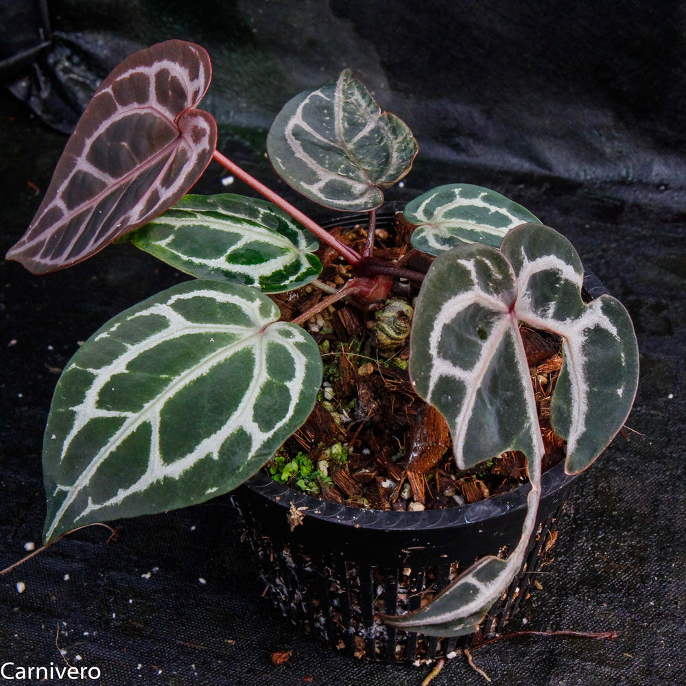
                      
                        Anthurium "Red Crystallinum"
                      
                    