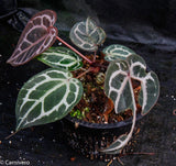 Anthurium "Red Crystallinum"