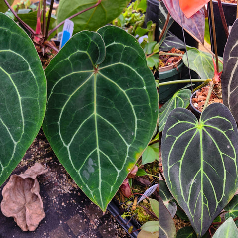 Anthurium Red Crystallinum x carlablackiae with large heart shaped leaves and bold white venation.