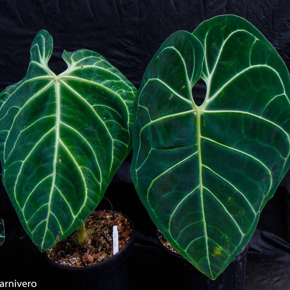 
                      
                        Anthurium regale
                      
                    