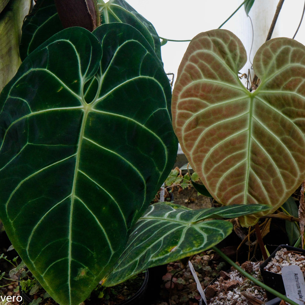 Anthurium regale