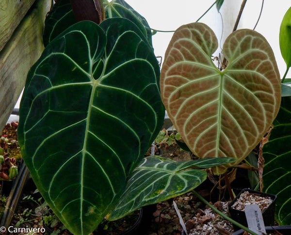 Anthurium regale