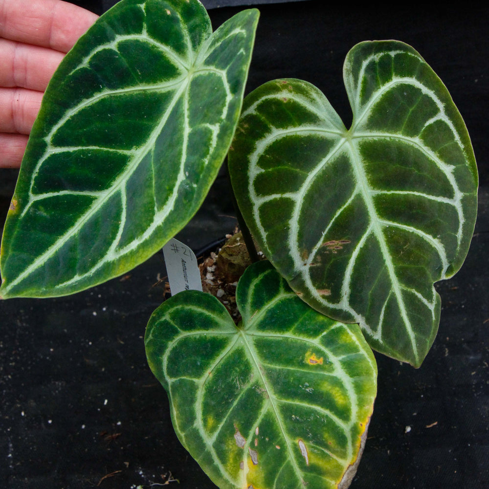 
                      
                        Anthurium regale
                      
                    