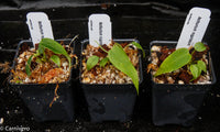Anthurium rugulosum