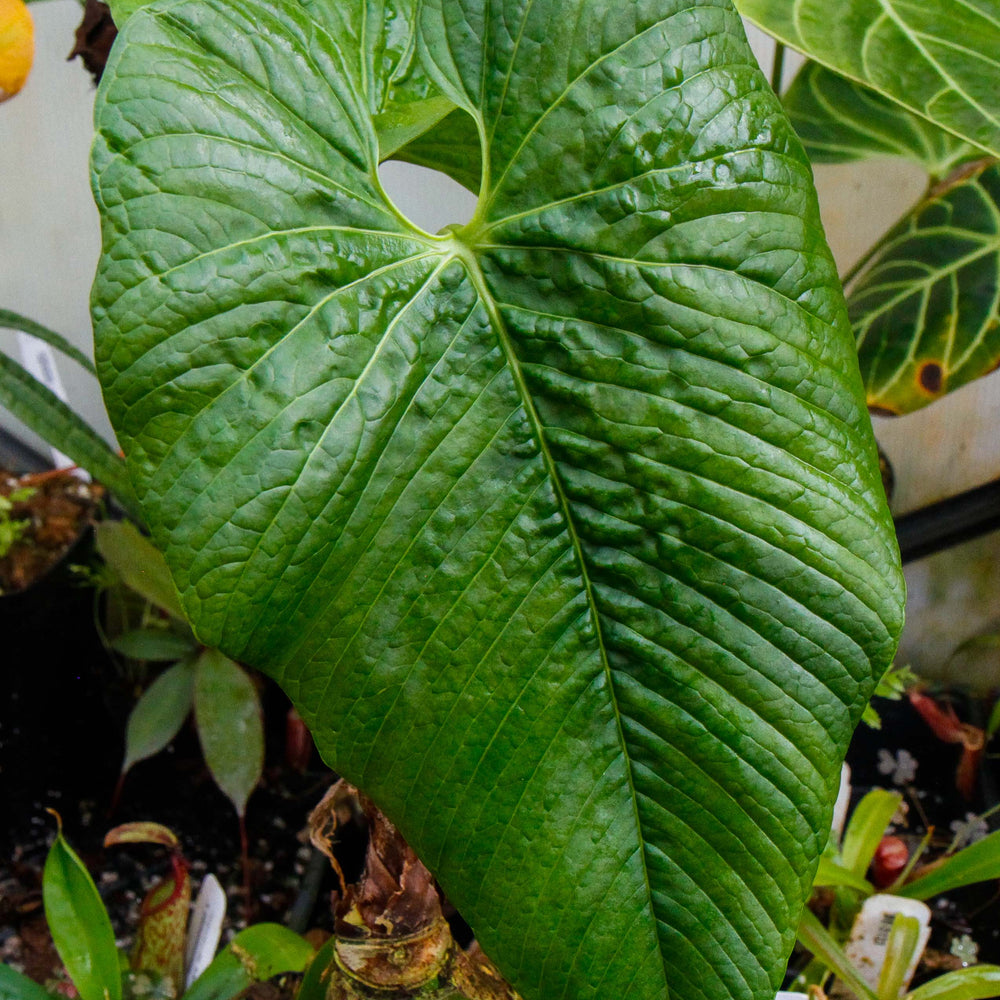 
                      
                        Anthurium rugulosum
                      
                    