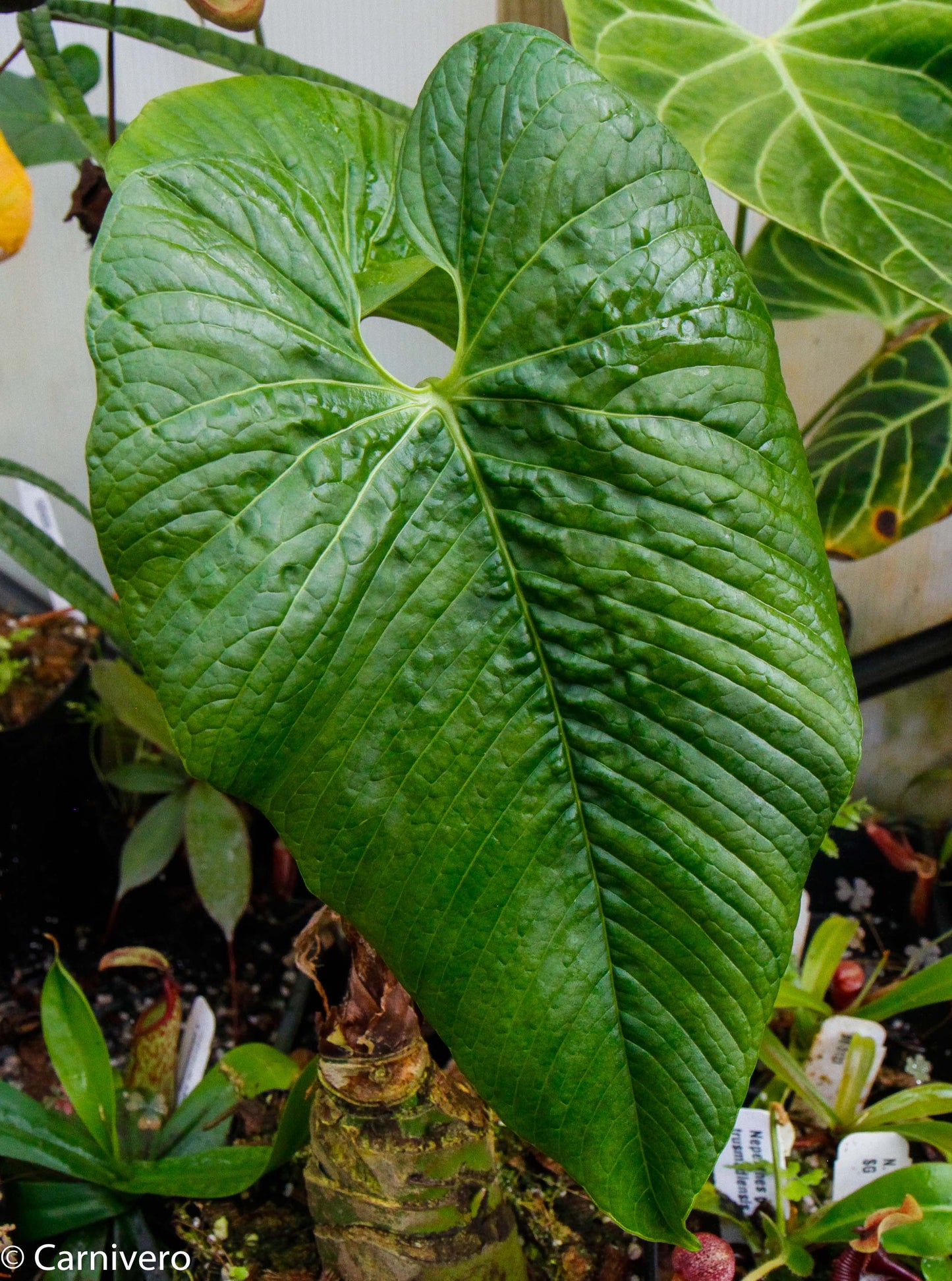 anthurium rugulosum for sale Anthurium rugulosum – Carnivero