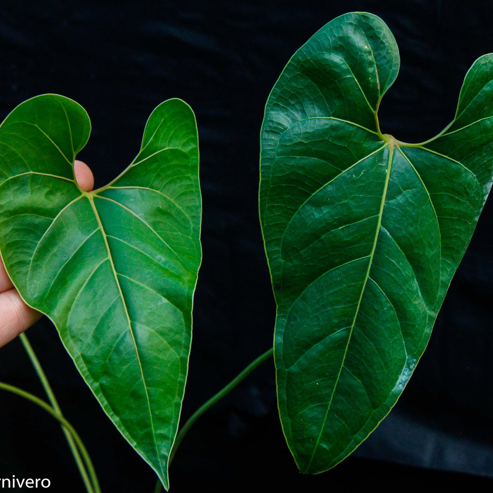 Anthurium decipiens