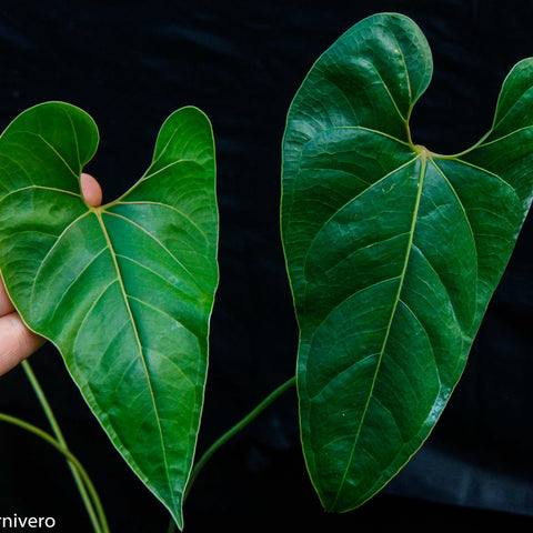 Anthurium decipiens with two heart shaped leaves showing bright veins against a black backdrop