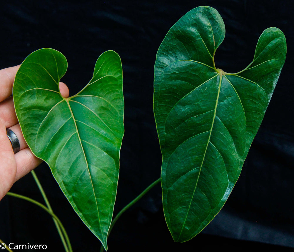 anthurium decipiens care Anthurium decipiens – Carnivero