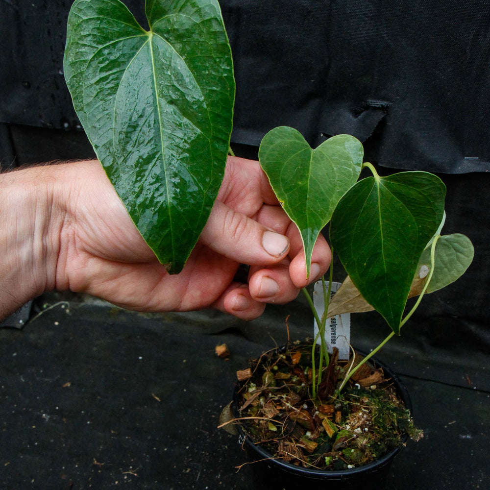 Anthurium decipiens