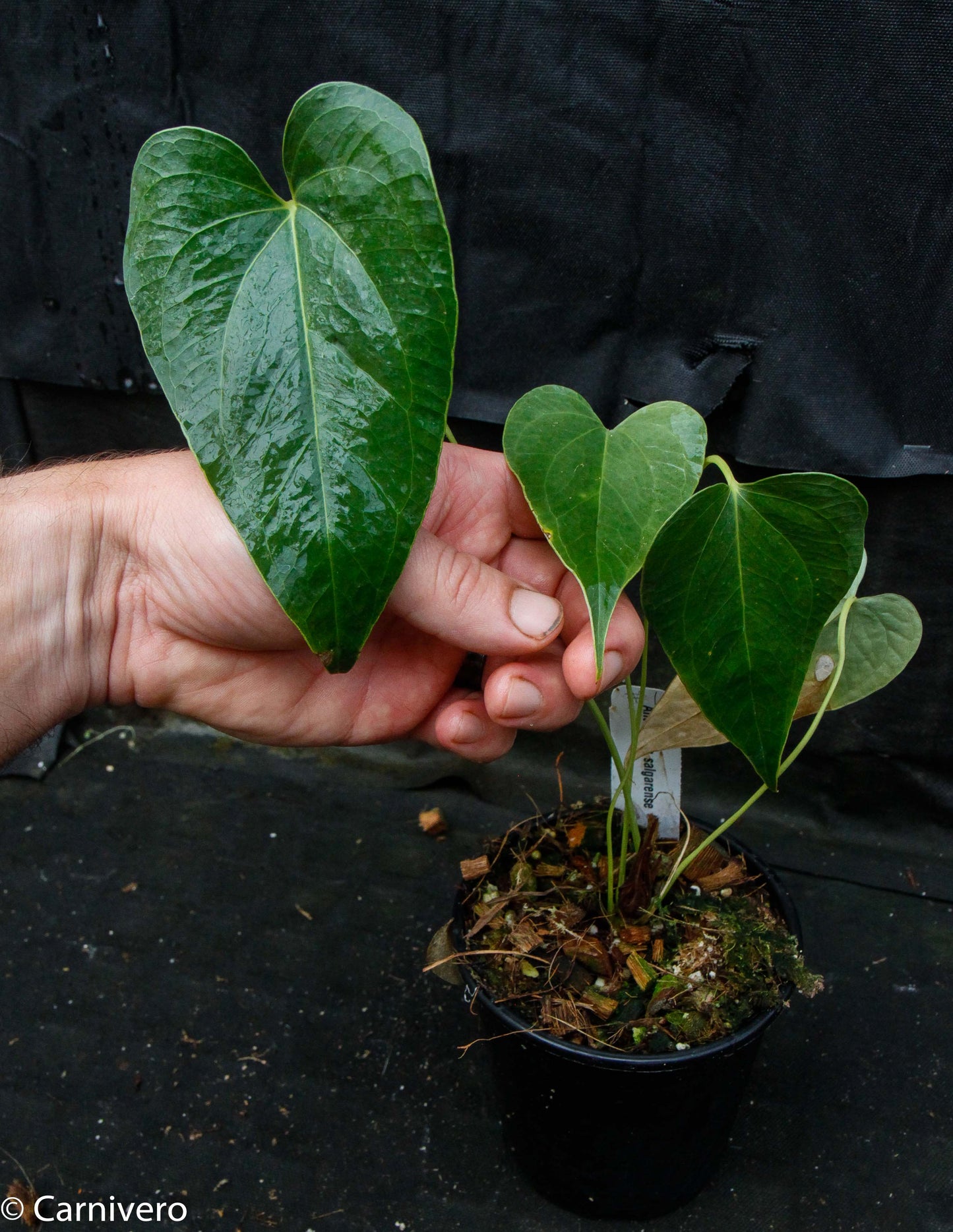 anthurium delicia Anthurium decipiens – Carnivero