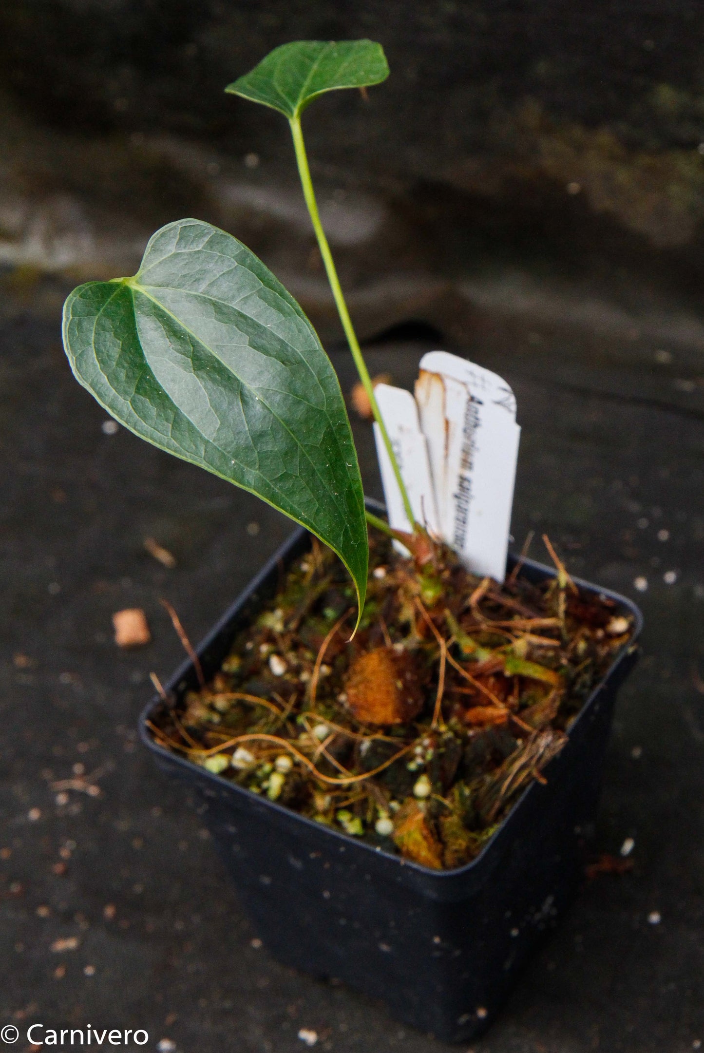 anthurium decipiens for sale Anthurium decipiens – Carnivero