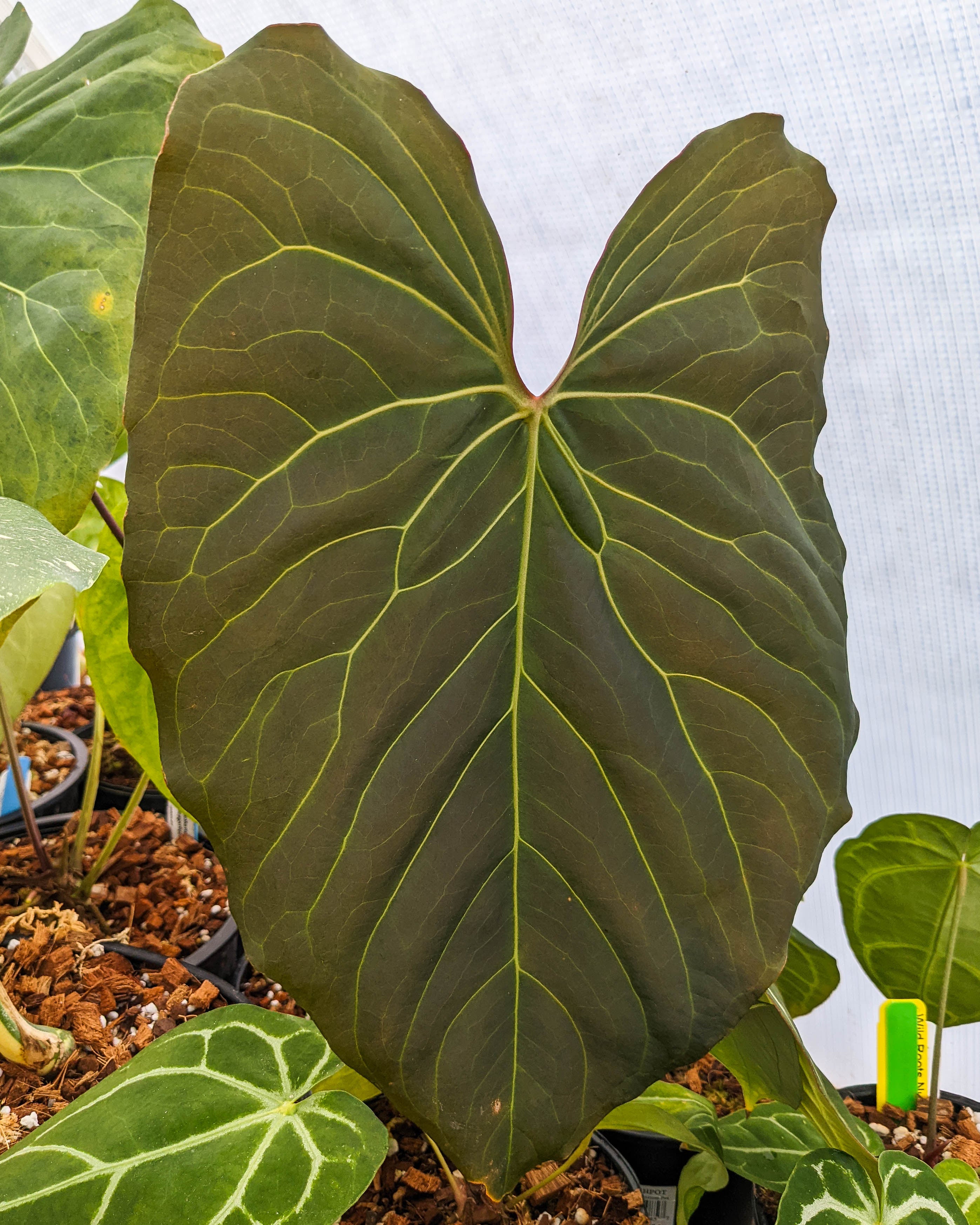 Anthurium sp. nov Peru Anthurium sp. nov Peru