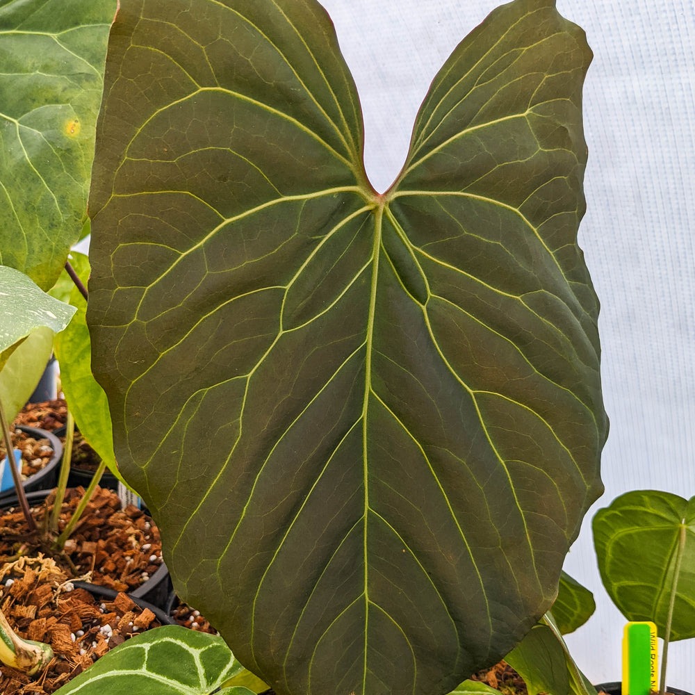 anthurium yellow brown leaves Anthurium sp. nov Peru "magnificum OA" – Carnivero