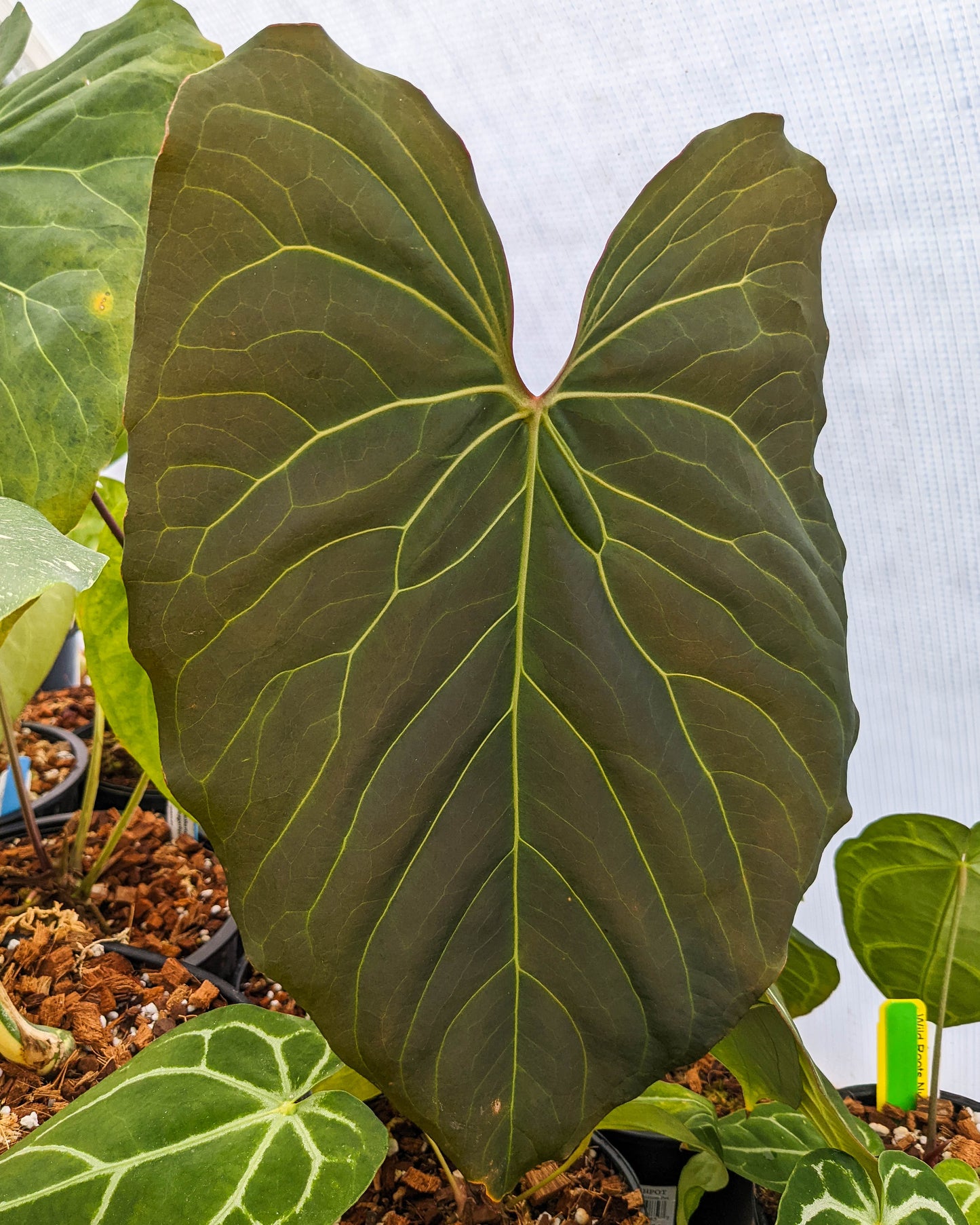 anthurium olivius Anthurium sp. nov Peru "magnificum OA" – Carnivero