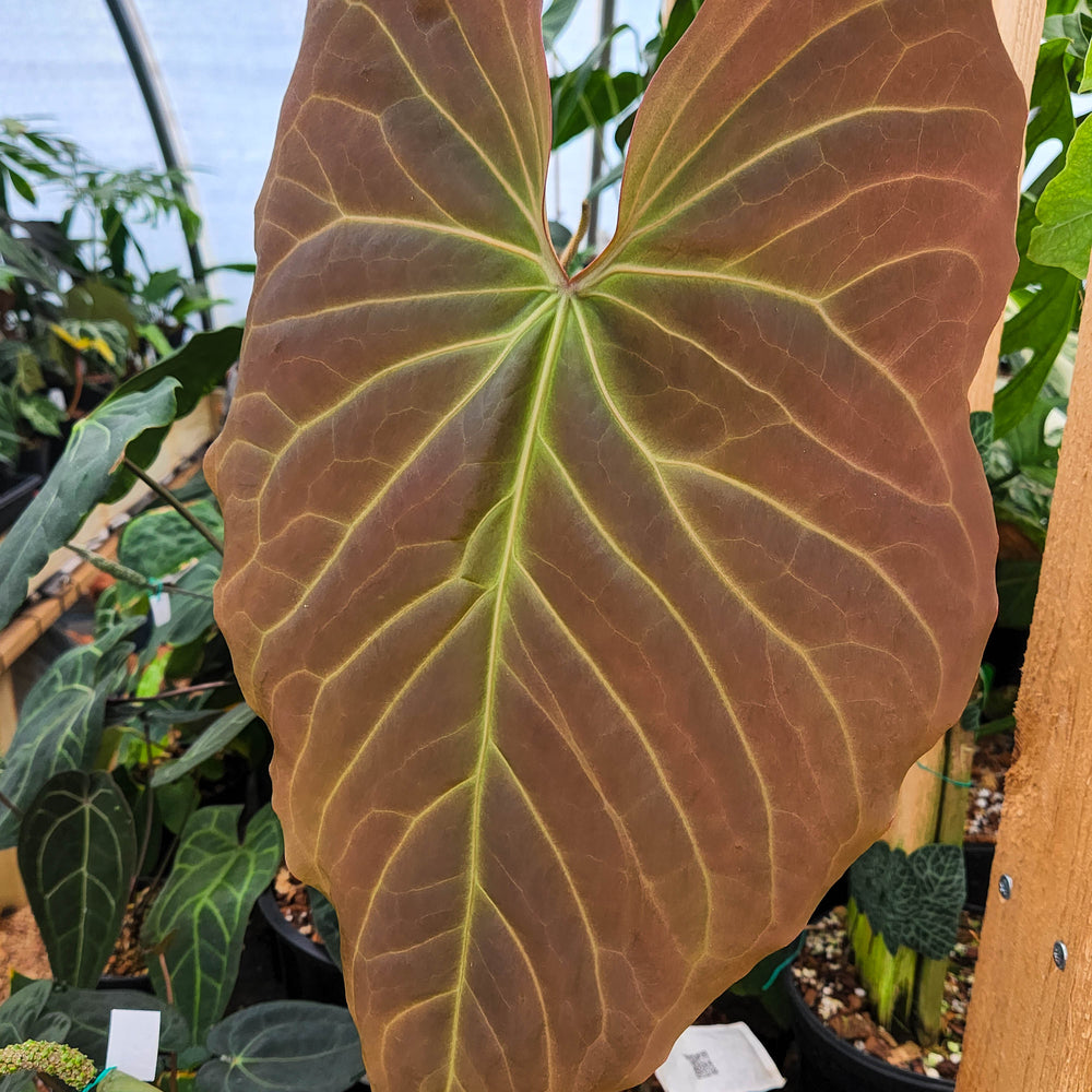 anthurium cognac Anthurium sp. nov Peru "magnificum OA" – Carnivero
