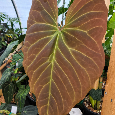 Large heart shaped Anthurium sp nov Peru magnificum OA leaf with brown olive color and pale green veins
