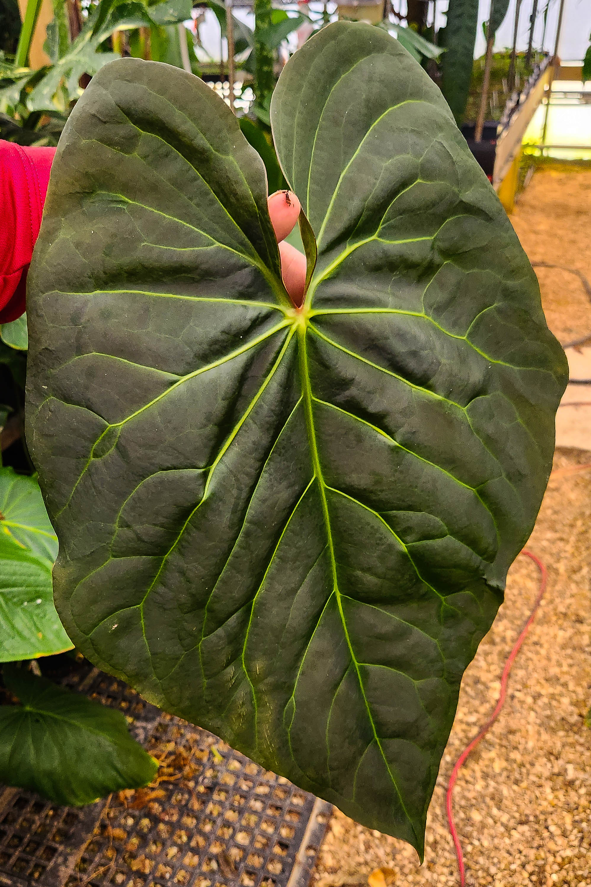 Anthurium sp. nov Peru Anthurium sp. nov Peru