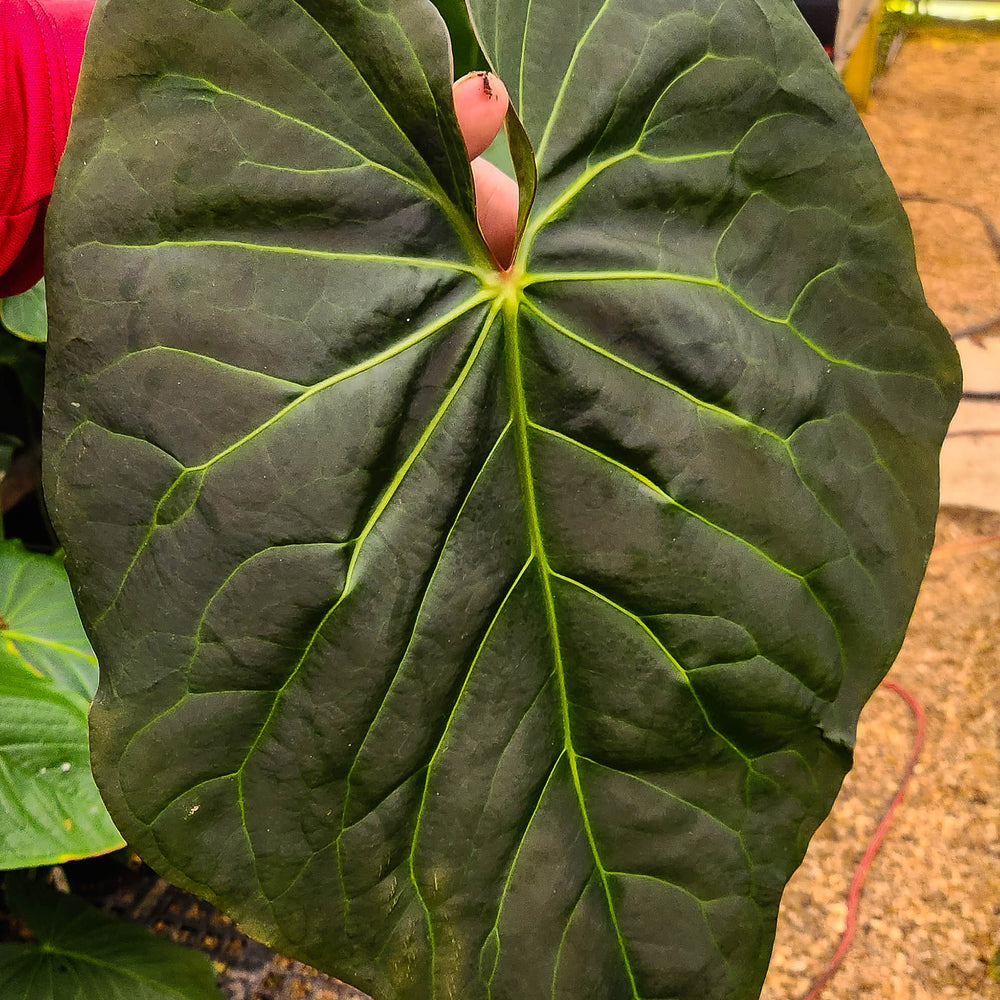 
                      
                        Anthurium sp. nov Peru "magnificum OA"
                      
                    
