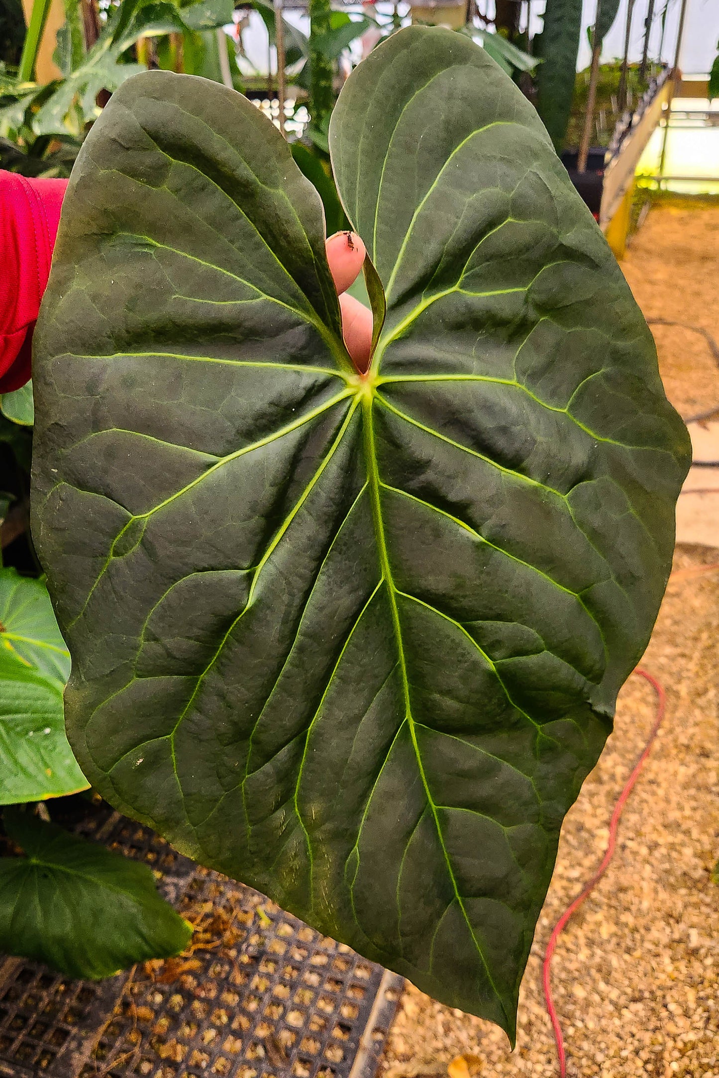 anthurium olivius Anthurium sp. nov Peru "magnificum OA" – Carnivero