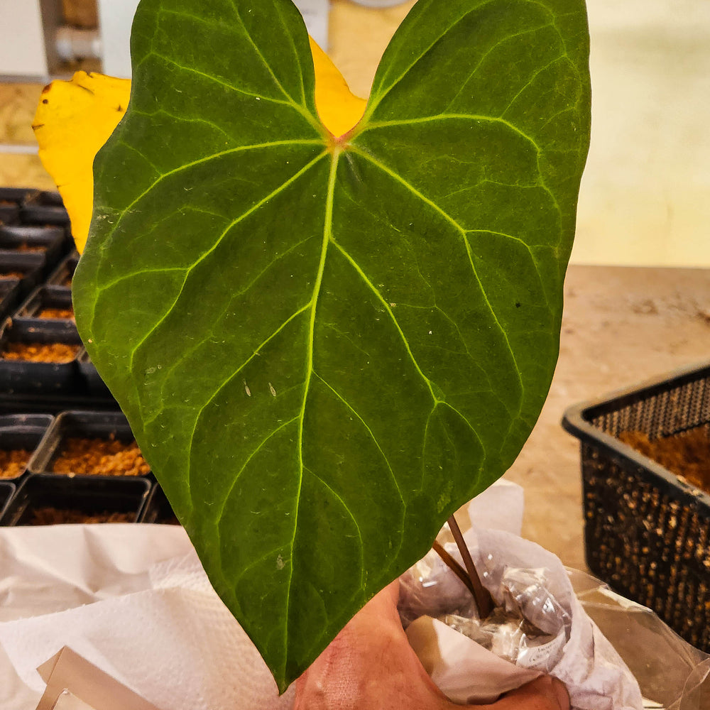 
                      
                        Anthurium sp. nov Peru "magnificum OA"
                      
                    