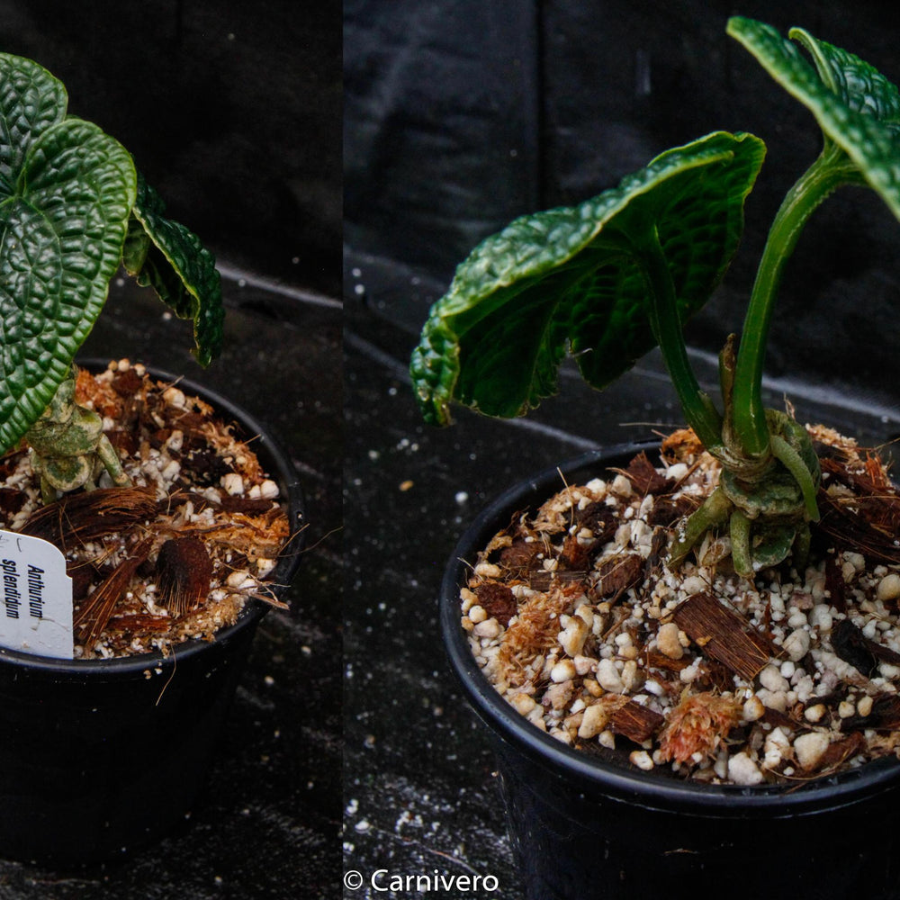 
                      
                        Anthurium splendidum
                      
                    