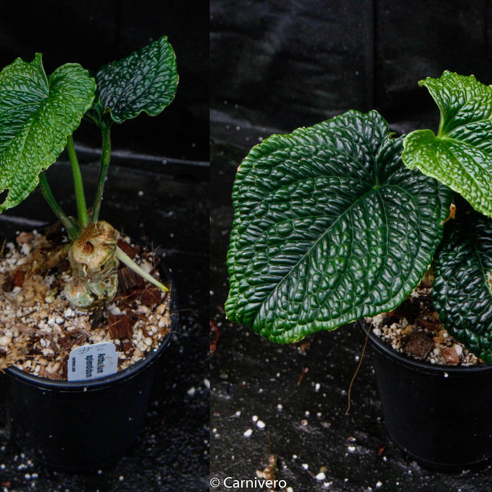 
                      
                        Anthurium splendidum
                      
                    
