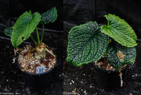 Anthurium splendidum