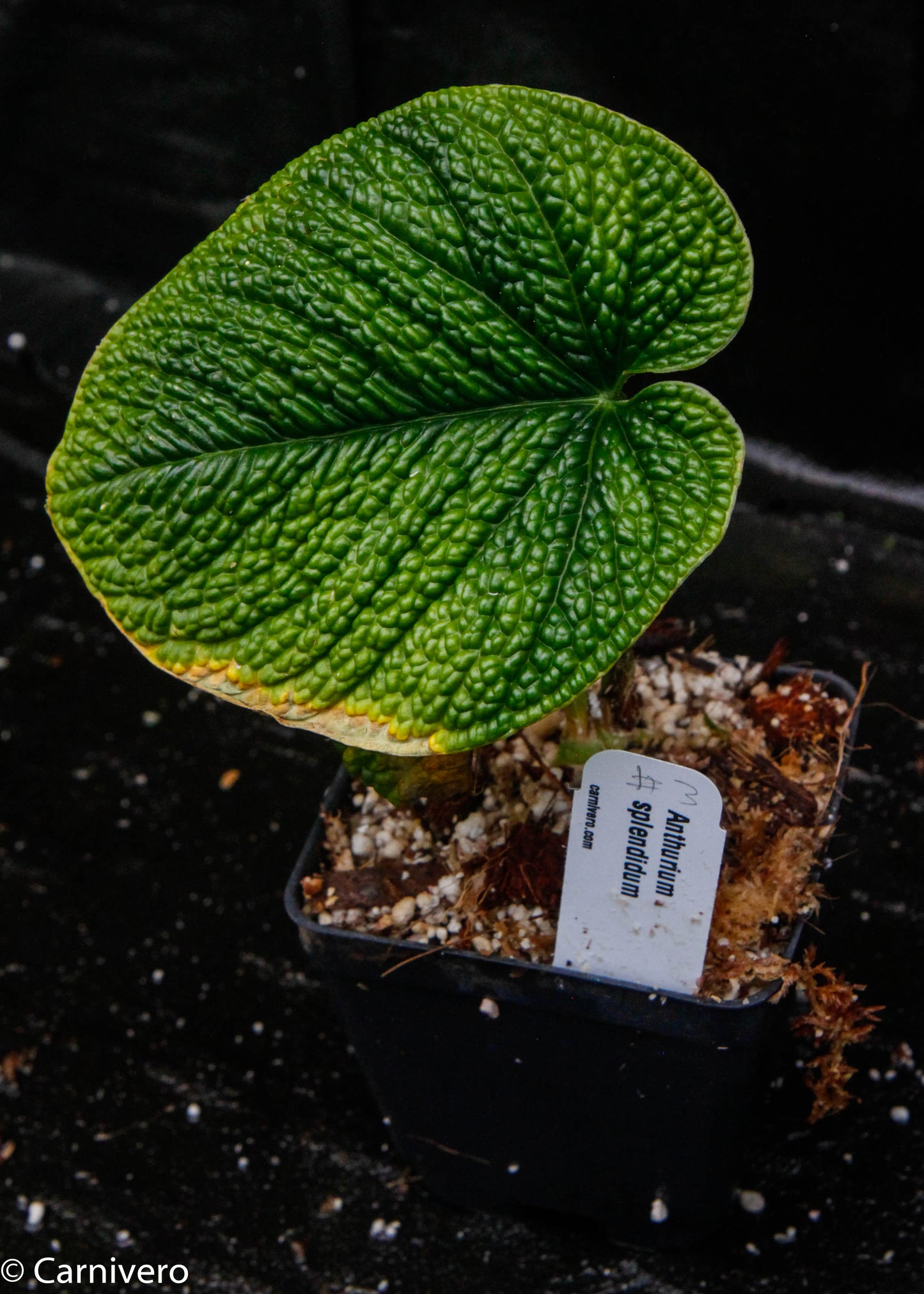 anthurium compacta Anthurium splendidum – Carnivero